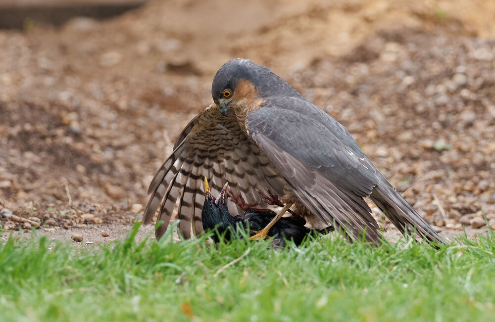 67. Sparrowhawk