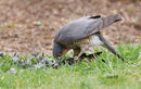 68. Sparrowhawk