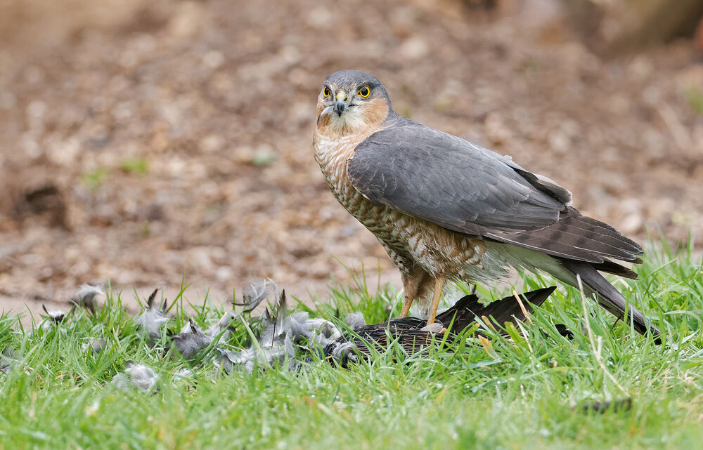 69. Sparrowhawk