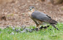 69. Sparrowhawk