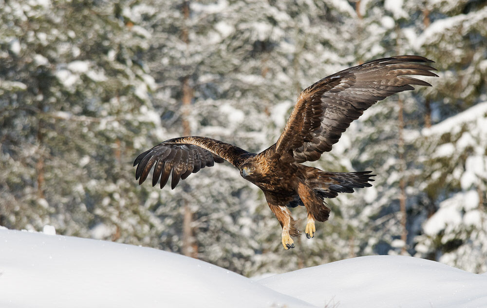 6 Golden Eagle