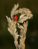 Seven-spot Ladybird