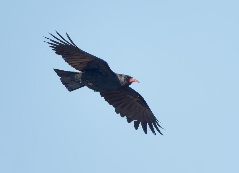 7. CHOUGH (Jersey)