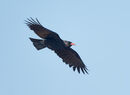 7. CHOUGH (Jersey)