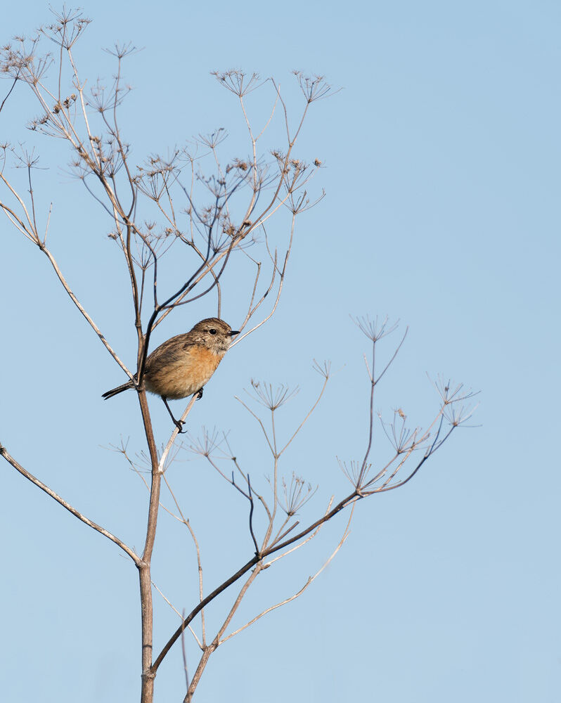 70. STONECHAT