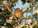 71. Stonechat