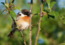 72. Stonechat
