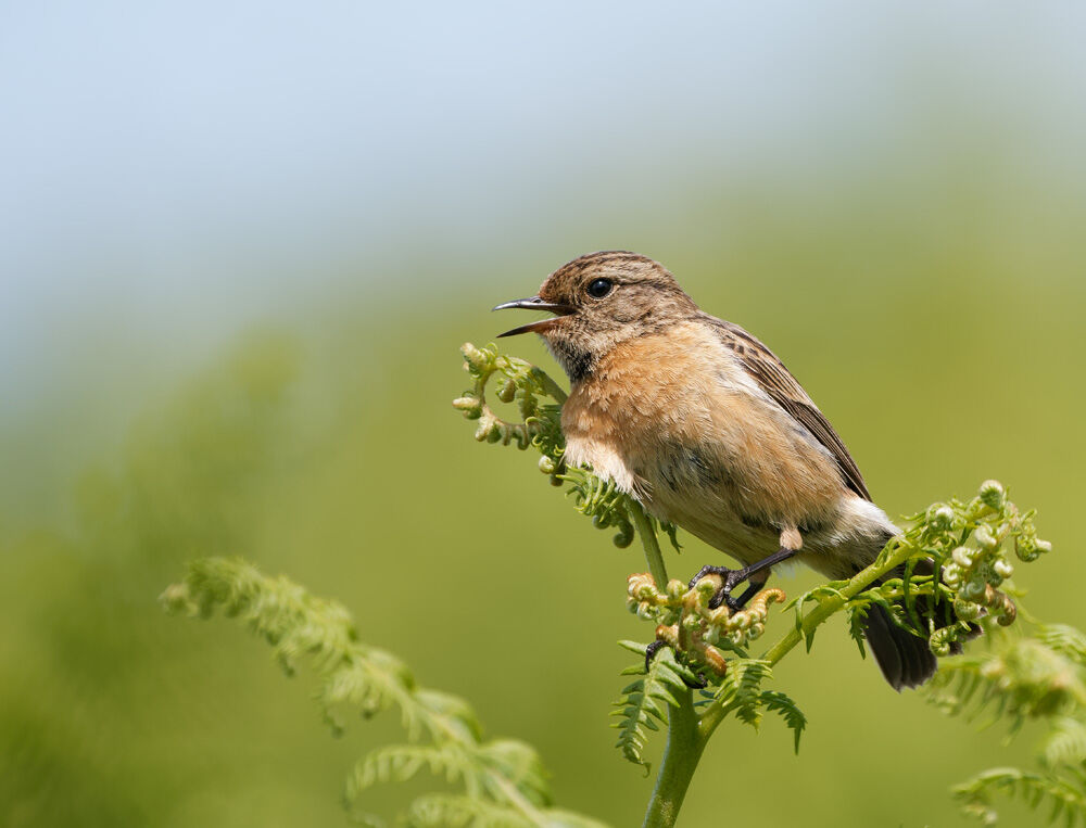 73. Stonechat