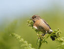 73. Stonechat