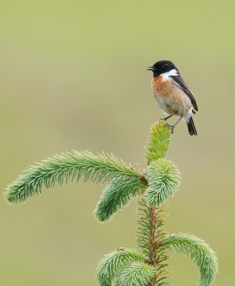 75. Stonechat