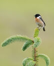 75. Stonechat