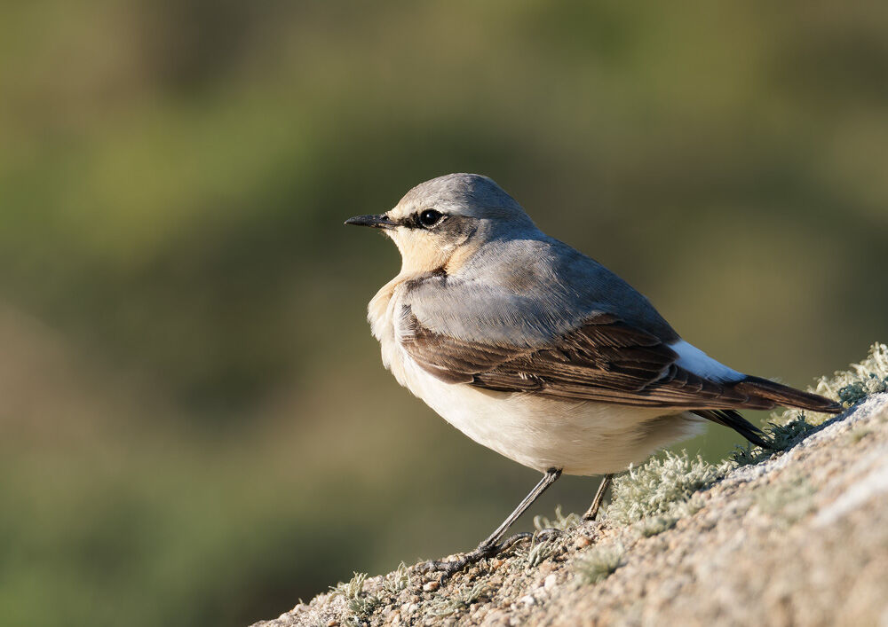 76. WHEATEAR (Jersey)