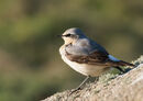 76. WHEATEAR (Jersey)