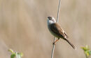 77. WHITETHROAT Jersey