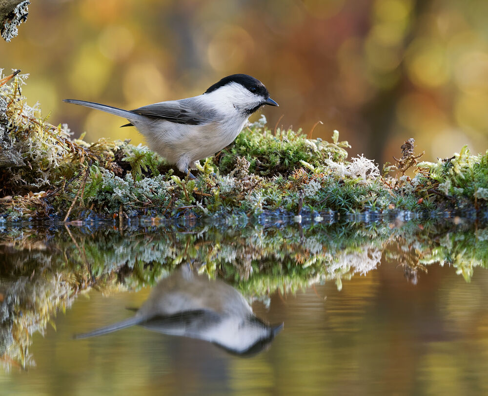 78. Willow Tit  2 (Finland)