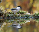 78. Willow Tit  2 (Finland)