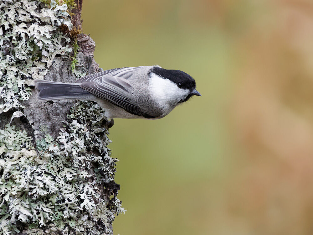 79. Willow Tit 1 (Finland)