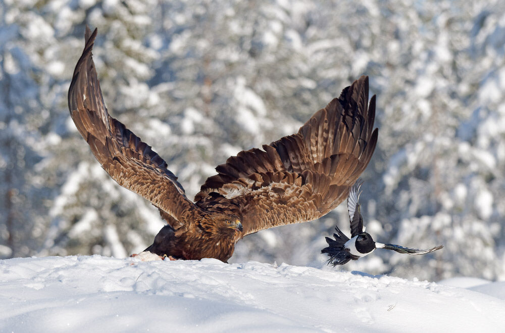 7 Golden Eagle Seeing Off Magpie