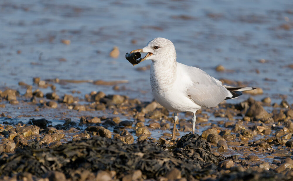 8. Common Gull