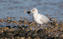 8. Common Gull