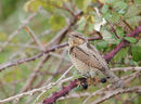 80. Wryneck