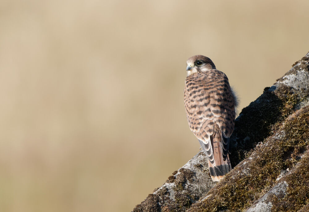 82. Young Kestrel 1