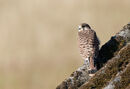 82. Young Kestrel 1