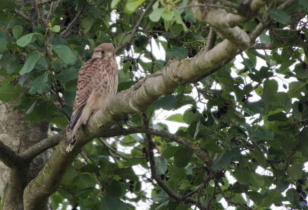 83. Young Kestrel 2