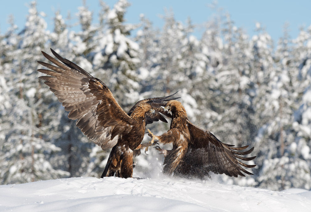 8 Golden Eagles Fighting