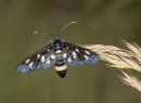 9 Spotted Moth
