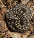 Adder