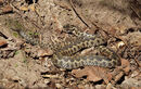 Adder