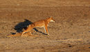 Ethiopian Wolf with Pup Stretching
