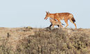Ethiopian Wolf and Pup