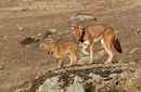Ethiopian Wolf and Pup