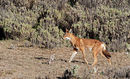 Ethiopian Wolf with Rat