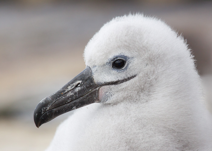 Black-browed Albatross Chick
