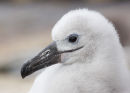 Black-browed Albatross Chick