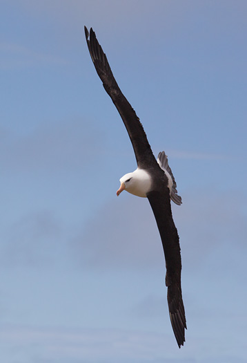 Black-browed Albatross
