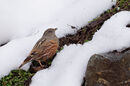 Alpine Accentor