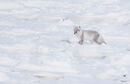 Arctic Fox