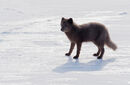 Arctic Fox