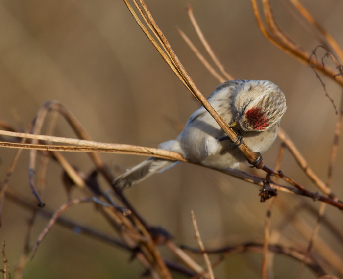 Arctic Redpoll