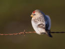 Arctic Redpoll