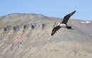 Arctic Skua