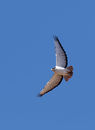 Augur Buzzard