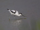 Avocet