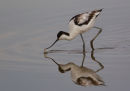 Avocet