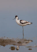 Avocet
