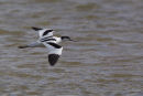 Avocet in Flight